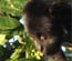 Howler Monkey
